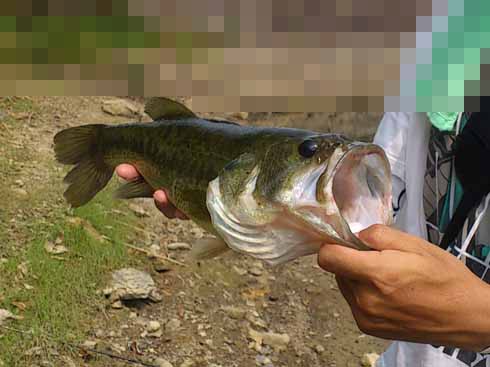 f:id:puchitenshi:20160830224934j:image f:id:puchitenshi:20160830224934j:image