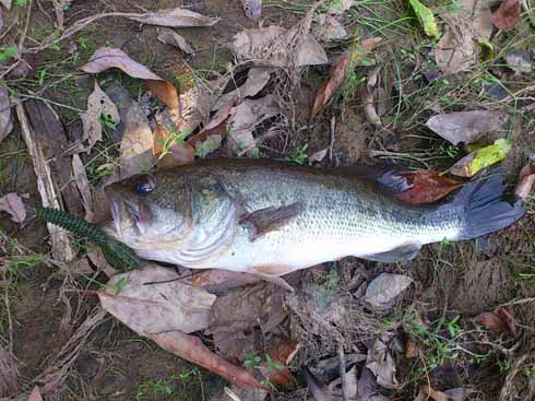 f:id:puchitenshi:20160830225143j:image f:id:puchitenshi:20160830225143j:image