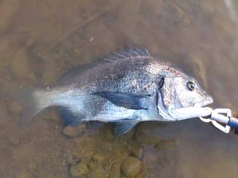 f:id:puchitenshi:20160830225503j:image f:id:puchitenshi:20160830225503j:image