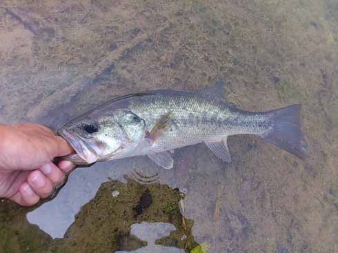 f:id:puchitenshi:20160907005143j:image f:id:puchitenshi:20160907005143j:image