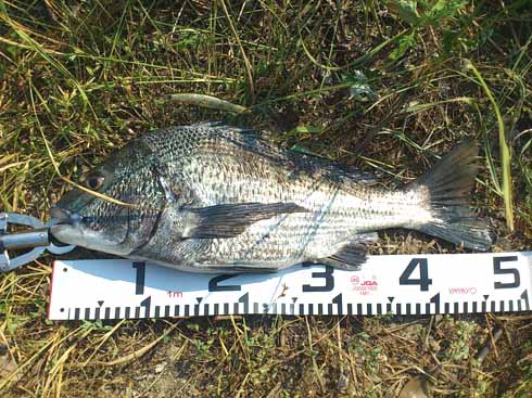 f:id:puchitenshi:20160907005311j:image f:id:puchitenshi:20160907005311j:image