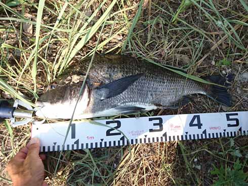 f:id:puchitenshi:20160907005331j:image f:id:puchitenshi:20160907005331j:image