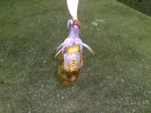 f:id:puchitenshi:20160929032019j:image