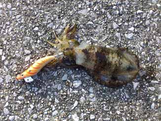 f:id:puchitenshi:20160929032126j:image