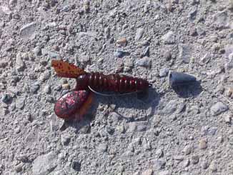 f:id:puchitenshi:20160929032150j:image