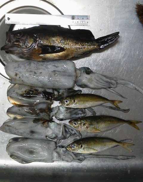 f:id:puchitenshi:20160929032308j:image