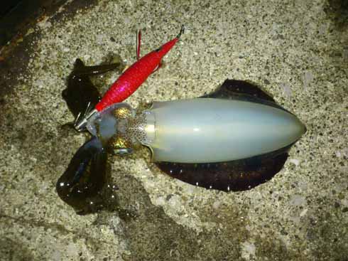 f:id:puchitenshi:20161011181634j:image f:id:puchitenshi:20161011181634j:image