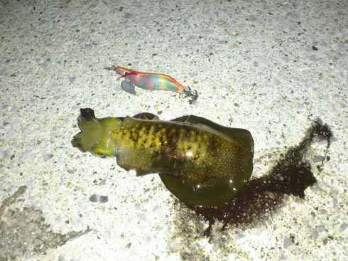 f:id:puchitenshi:20161021122056j:image f:id:puchitenshi:20161021122056j:image