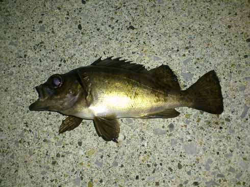 f:id:puchitenshi:20161021122208j:image f:id:puchitenshi:20161021122208j:image