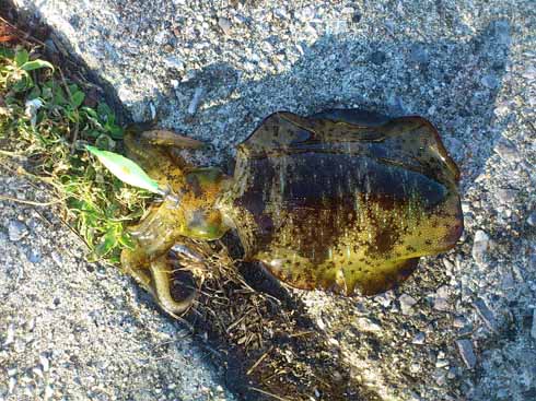 f:id:puchitenshi:20161021122342j:image f:id:puchitenshi:20161021122342j:image