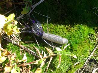 f:id:puchitenshi:20161023103429j:image