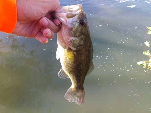 f:id:puchitenshi:20161023103451j:image