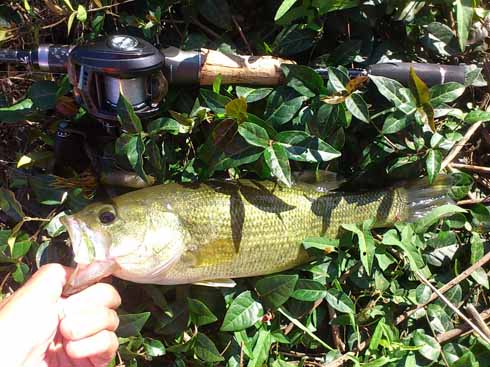 f:id:puchitenshi:20161023103505j:image