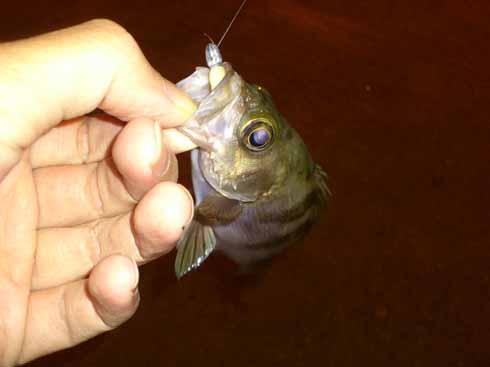 f:id:puchitenshi:20161202132021j:image f:id:puchitenshi:20161202132021j:image