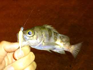 f:id:puchitenshi:20161202132139j:image f:id:puchitenshi:20161202132139j:image