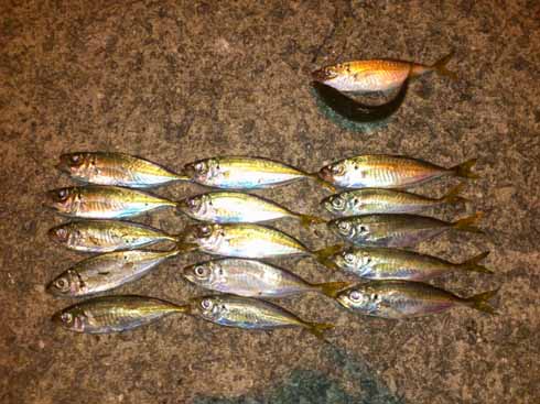 f:id:puchitenshi:20161202132336j:image f:id:puchitenshi:20161202132336j:image