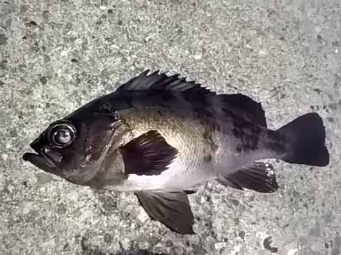 f:id:puchitenshi:20170105102554j:image f:id:puchitenshi:20170105102554j:image