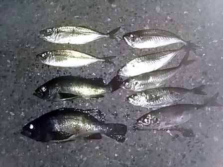 f:id:puchitenshi:20170105102816j:image f:id:puchitenshi:20170105102816j:image