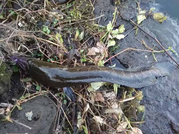 f:id:puchitenshi:20170131121820j:image f:id:puchitenshi:20170131121820j:image