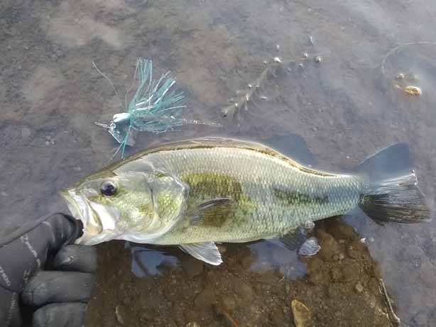 f:id:puchitenshi:20170131121940j:image f:id:puchitenshi:20170131121940j:image