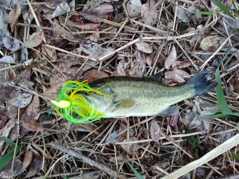 f:id:puchitenshi:20170306102543j:image