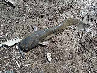 f:id:puchitenshi:20170312123601j:image f:id:puchitenshi:20170312123601j:image