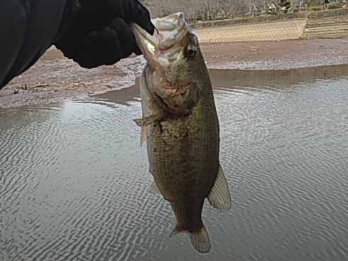 f:id:puchitenshi:20170312123634j:image f:id:puchitenshi:20170312123634j:image