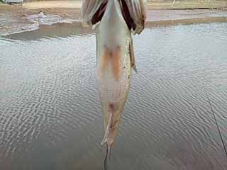 f:id:puchitenshi:20170312123645j:image f:id:puchitenshi:20170312123645j:image