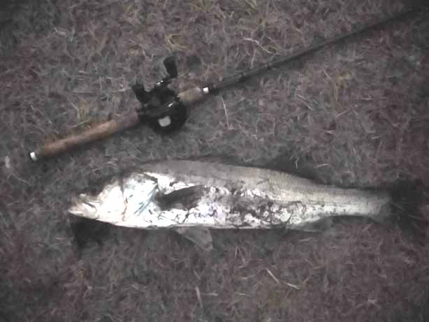 f:id:puchitenshi:20170315200314j:image f:id:puchitenshi:20170315200314j:image