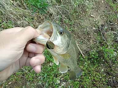 f:id:puchitenshi:20170406021103j:image f:id:puchitenshi:20170406021103j:image