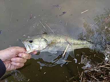 f:id:puchitenshi:20170501031459j:image f:id:puchitenshi:20170501031459j:image