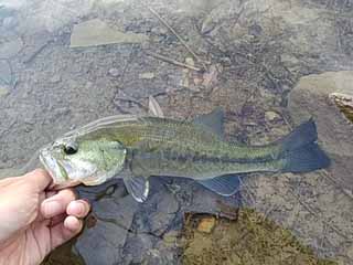 f:id:puchitenshi:20170502145741j:image f:id:puchitenshi:20170502145741j:image