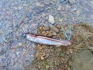 f:id:puchitenshi:20170502145756j:image f:id:puchitenshi:20170502145756j:image