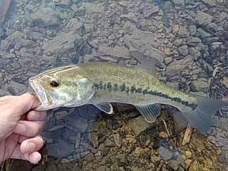 f:id:puchitenshi:20170502145937j:image f:id:puchitenshi:20170502145937j:image