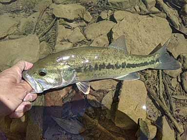 f:id:puchitenshi:20170512025039j:image f:id:puchitenshi:20170512025039j:image