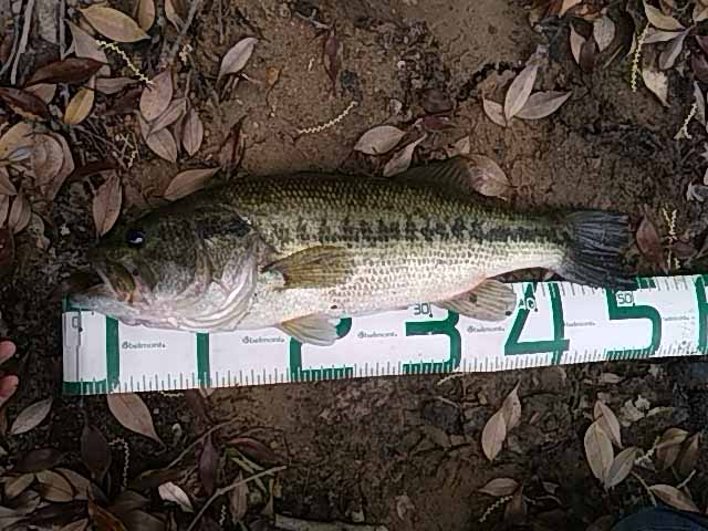 f:id:puchitenshi:20170512025148j:image f:id:puchitenshi:20170512025148j:image