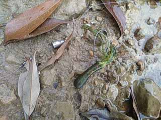 f:id:puchitenshi:20170512025301j:image f:id:puchitenshi:20170512025301j:image