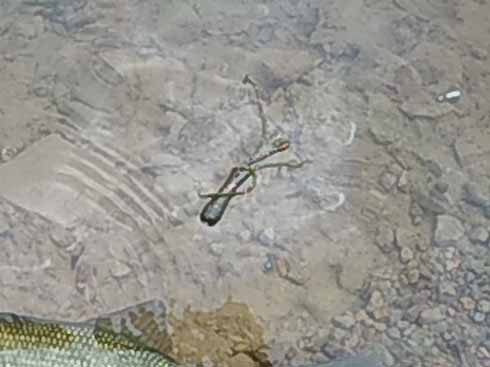 f:id:puchitenshi:20170512025318j:image f:id:puchitenshi:20170512025318j:image