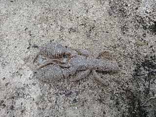 f:id:puchitenshi:20170512025342j:image f:id:puchitenshi:20170512025342j:image