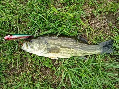 f:id:puchitenshi:20170517114213j:image f:id:puchitenshi:20170517114213j:image