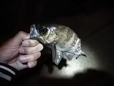 f:id:puchitenshi:20170626215310j:plain f:id:puchitenshi:20170626215310j:plain