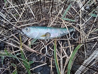 f:id:puchitenshi:20170721124707j:plain f:id:puchitenshi:20170721124707j:plain