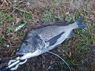 f:id:puchitenshi:20170721125004j:plain f:id:puchitenshi:20170721125004j:plain