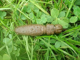 f:id:puchitenshi:20170823194659j:plain