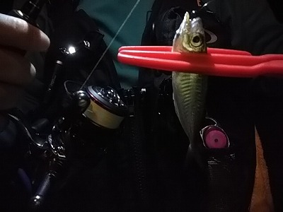 f:id:puchitenshi:20171017195448j:plain f:id:puchitenshi:20171017195448j:plain