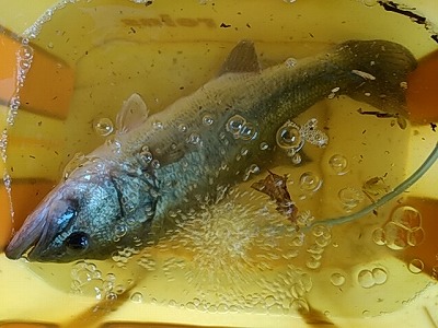 f:id:puchitenshi:20171020182124j:plain f:id:puchitenshi:20171020182124j:plain