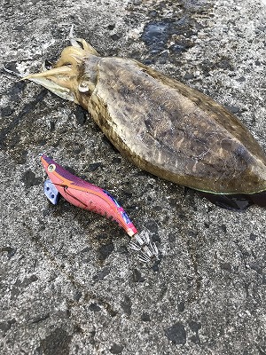 天草の離島にフェリーで行った タチウオエギングアジング 俺のターンは未定