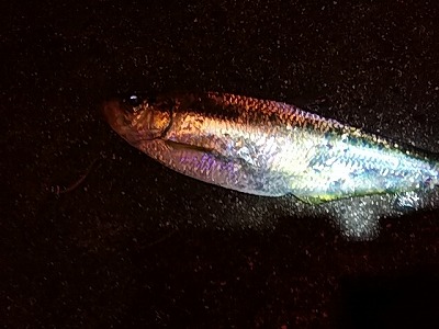 f:id:puchitenshi:20171205025946j:plain