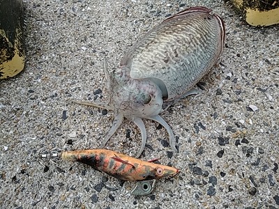 f:id:puchitenshi:20171205031841j:plain