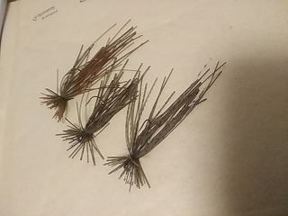 f:id:puchitenshi:20180111230744j:plain f:id:puchitenshi:20180111230744j:plain